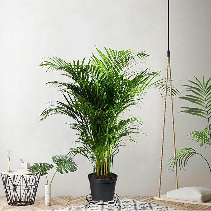 6 Pack 24 Inch High Plant Stake,Garden Plant Support,Half-Round Peony Cage Plant Ring Hoop
