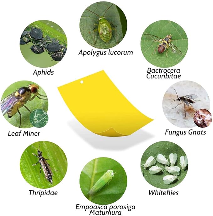 Kensizer 20-Pack Fruit Fly Trap, Yellow Sticky Gnat Traps Killer for Indoor/Outdoor Flying Plant Insect Like Fungus Gnats, Whiteflies, Aphids, Leaf Miners - 6x8 in, Twist Ties Included