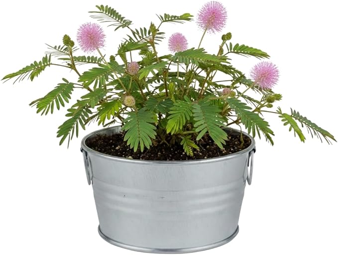 Buzzy Seeds Sensitive Plant Grow Kit - Basin Ceramic Planter - Complete Indoor Gardening Kit with Seeds, Coconut Husk Growing Medium & Genuine Pots - 100% Grow Guarantee