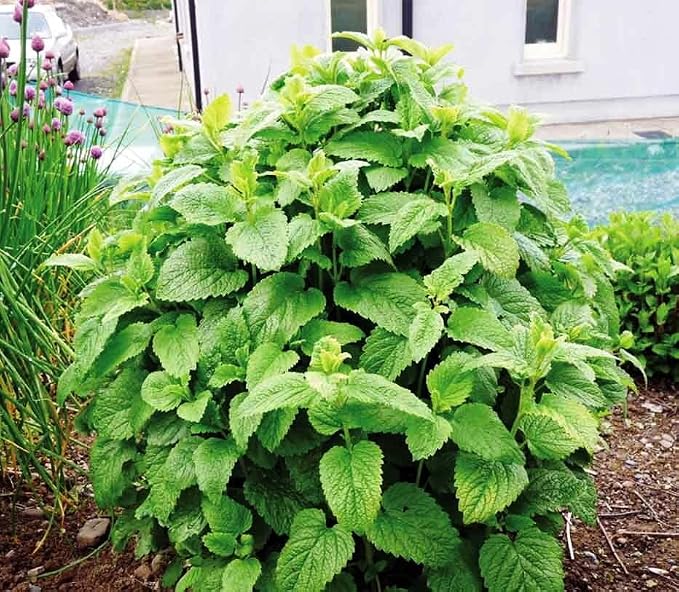 Seeds Lemon Balm Melissa Officinalis Non GMO Herbs for Planting 300 Seeds