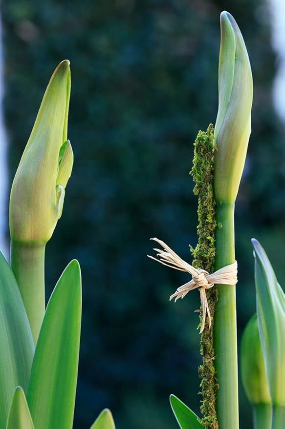SuperMoss (22051) Moss Stakes Preserved, Fresh Green, 24" (6 pack)