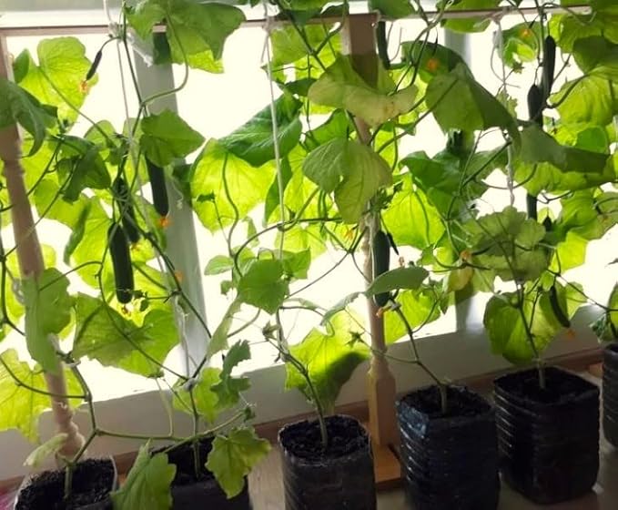 Seeds Indoor Self-Pollinating Cucumber 10 Seeds for Growing Indoors