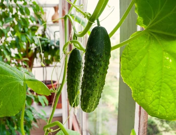 Seeds Indoor Self-Pollinating Cucumber 10 Seeds for Growing Indoors