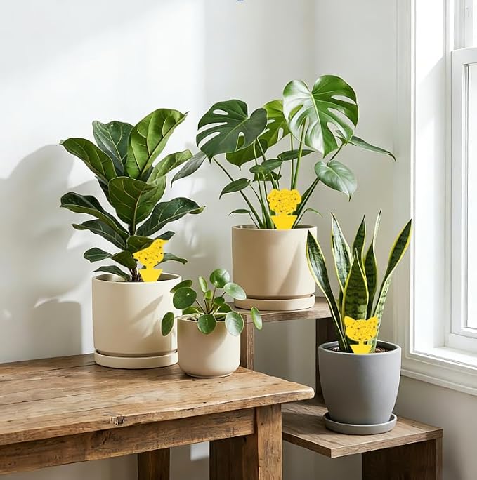 Garsum Gnat Killer Indoor Fruit Fly Traps Yellow Sticky Plants Bug Fungus Fly Catcher Outdoor,36 Pack