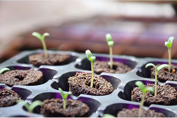12Pcs Grow Sponges Seed Pods Replacement Root Growth Sponges Seed Starter Pods Refill Pods Compatible Seed Grow Pod for Hydroponic Growing System Germination Kits