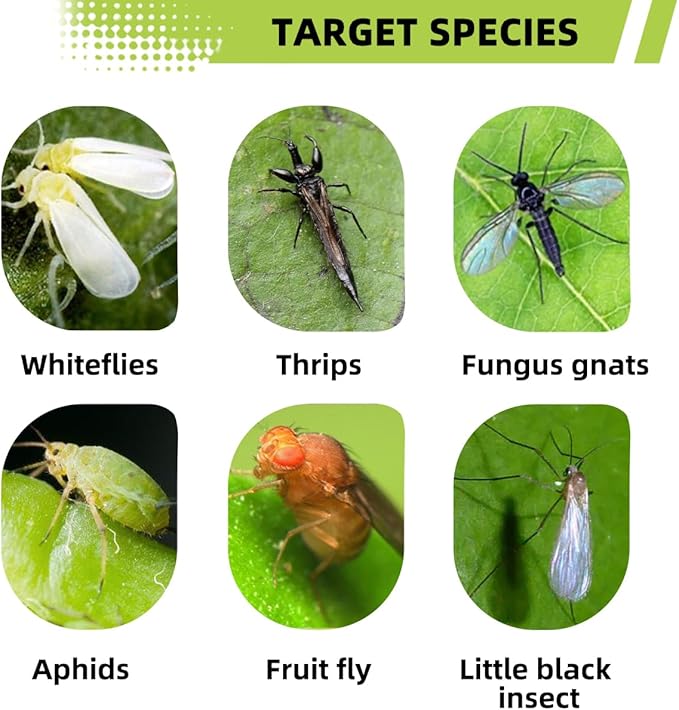 100 Pcs Sticky Traps for Fungus Gnat (Plants), Fruit Fly, Whitefly, and Fly, Yellow Sticky Insect Catcher Traps for Indoor/Outdoor, Kitchen, and Plants, High-End Glue, Non-Toxic (100 Pcs Green)