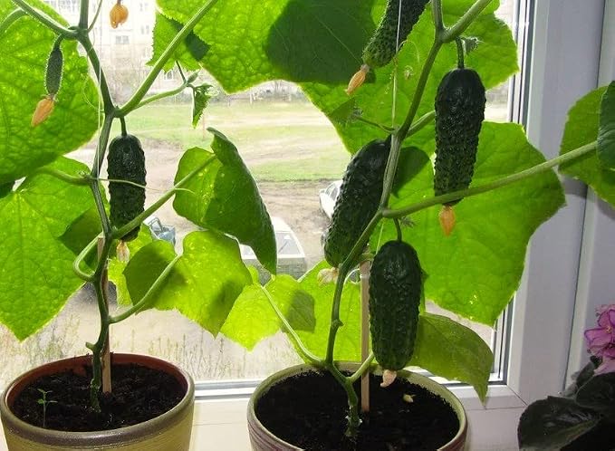 Seeds Indoor Self-Pollinating Cucumber 10 Seeds for Growing Indoors