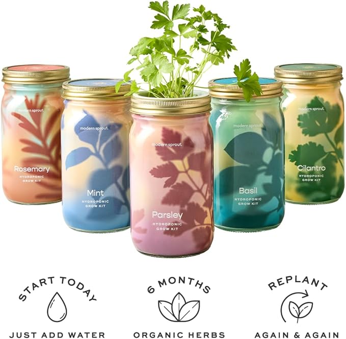 Modern Sprout New & Improved Mason Jar Grow Set, Indoor Herb Garden, Seed Starter Set, Sprouting Jar Planter, Organic Seeds, Hydroponic Growing (Basil + Lavender)