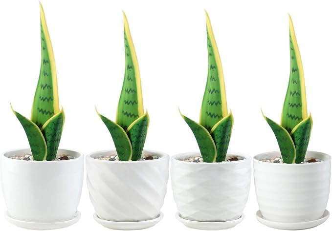 sietpoek Plant Pots - 4.7 Inch Cylinder Ceramic Planters with Connected Saucer, Pots for Succuelnt and Little Snake Plants, Set of 4, White