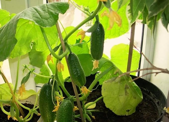 Seeds Indoor Self-Pollinating Cucumber 10 Seeds for Growing Indoors