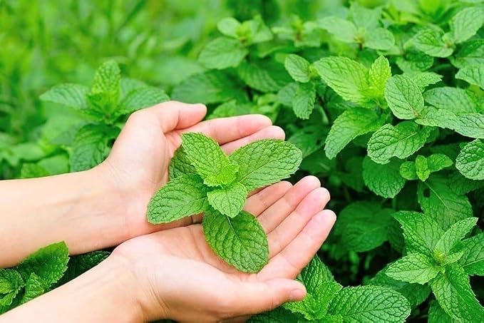 Seeds Lemon Balm Melissa Officinalis Non GMO Herbs for Planting 300 Seeds