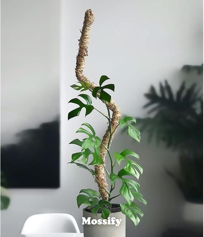 Mossify Bendable Moss Pole 54'' Monstera Plant Support for Climbing Indoor Plants - 100% Sustainably Farmed Moss Pole for Plants Indoor Growth - Flexible Handmade Sphagnum Plant Poles Support
