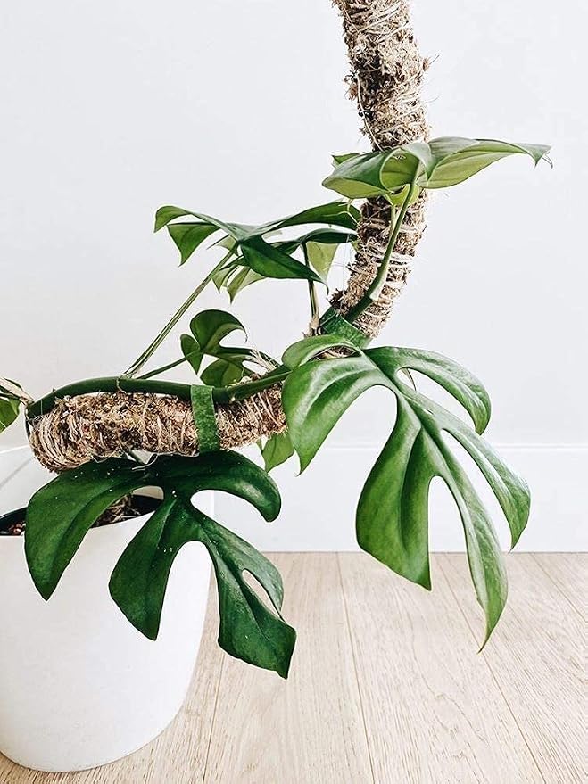 Mossify Bendable Moss Pole 30'' Monstera Plant Support for Climbing Indoor Plants - 100% Sustainably Farmed Moss Pole for Plants Indoor Growth - Flexible Handmade Sphagnum Plant Poles Support