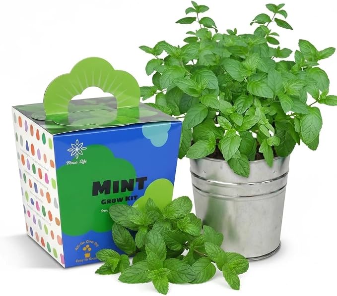 Mint Grow Kit, All-in-One Indoor Herb Garden Kit with Planter, Soil & Seeds, Easy DIY Planting Kit for Kitchen, Grow Your Own Fresh Mint for Tea & Drinks, Beginner Friendly Gardening Gift