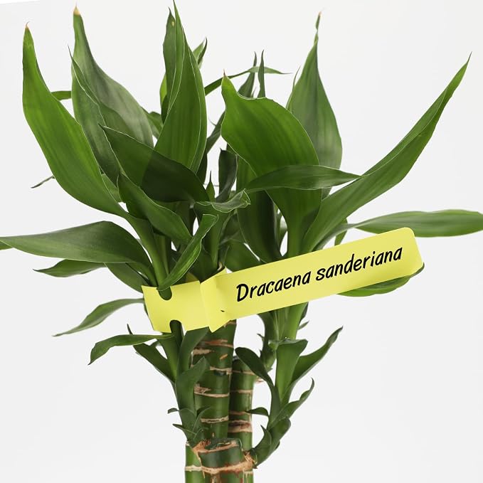 KINGLAKE 200 Pcs Plastic Plant Tree Tags Nursery Garden Lables 2x20cm Wrap Around Hanging Tags Nursery Garden Stakes Large Writing Surface Multicolord