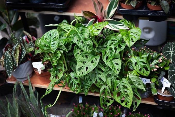 Gardenera Premium Swiss Cheese Plant Potting Mix - Monstera Deliciosa Blend for Optimal Nutrients and Drainage for Healthy Growth - 5 Quart
