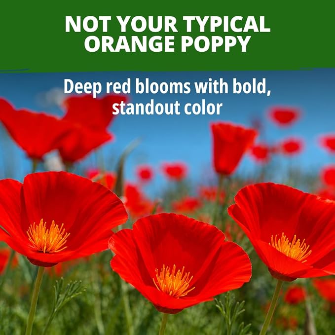 HOME GROWN California Poppy Seeds for Planting Red Chief 22,000 Seeds (29g), Red Blooms, Heirloom Non-GMO, Wildflower & Pollinator Gardens, Drought Tolerant, Zones 2–10 (Eschscholzia californica)