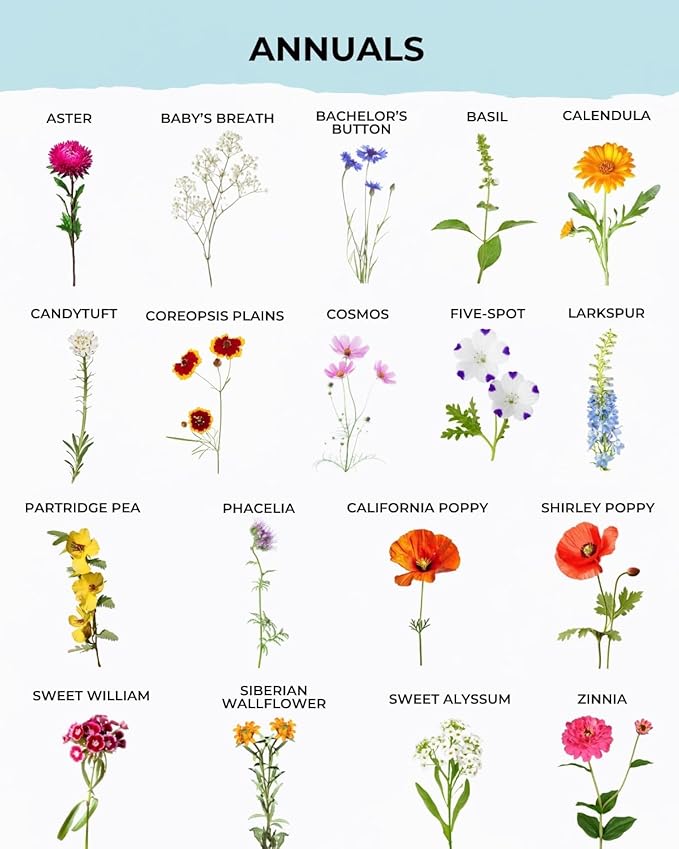 Tactiko Garden 29 Memorial Wildflower Seeds Mix – 30,000+ 1 oz Remembrance Garden Seeds for Loved Ones & Pets – Sympathy Gift, Funeral Favors, Celebration of Life Garden Kit, 150 sq ft Coverage
