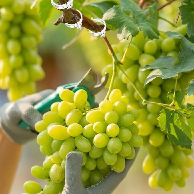 Plant Support Clips Reusable Garden Clips, Secured Plastic Plant Clips, Tomato Support Clips for String Trellis for Climbing Plants Outdoor Indoor Plant Flowers Stem Vine Fixing Clips (100, Green)