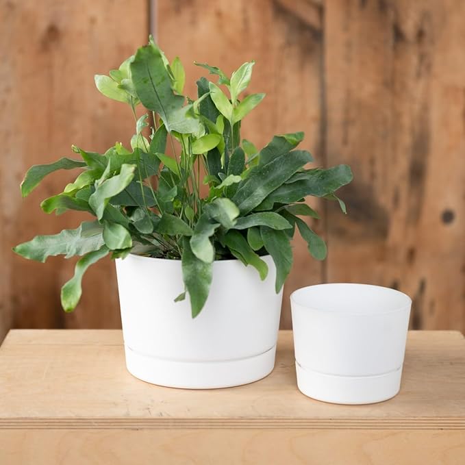 Root & Vessel Majestic Mid-Century Modern Low Profile Cylinder Pot, Matte White, 12.5"