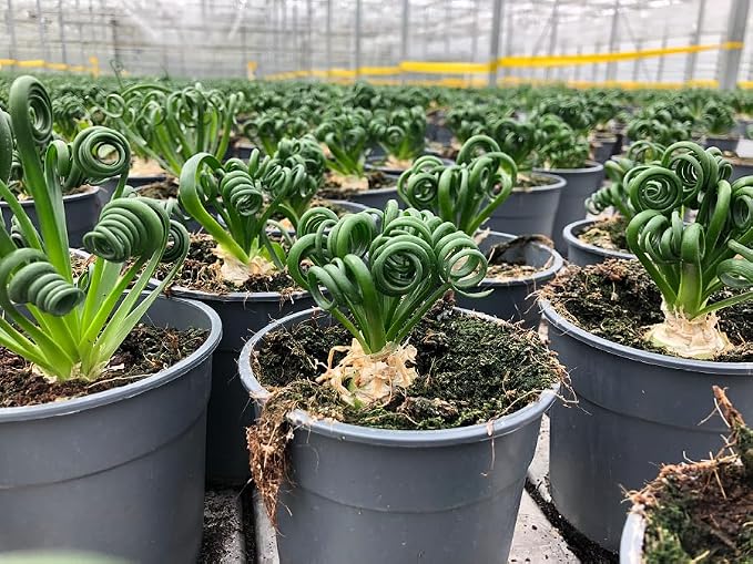 Gardenera Premium Albuca Spiralis Potting Soil Mix - Perfect Balance of Nutrients, Drainage, and Aeration for Thriving Blooms - 20 Quart