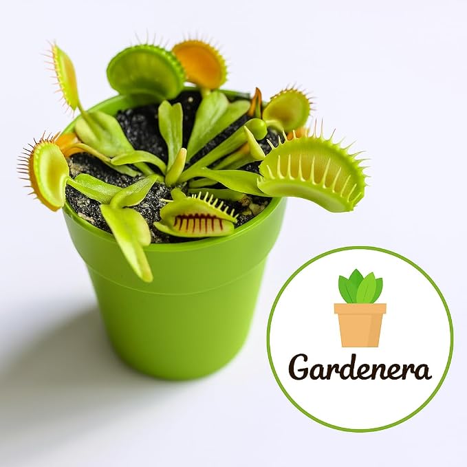 Gardenera Sphagnum Moss Potting Mix for Carnivorous Plants, Moss and Perlite Blend for Potting Venus Fly Traps, Sarracenia, Pitcher Plants - 75% Sphagnum Moss + 25% Perlite - Made in USA - 2 Quart
