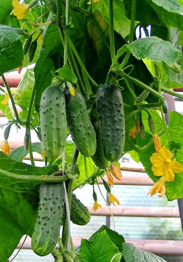Seeds Indoor Self-Pollinating Cucumber 10 Seeds for Growing Indoors