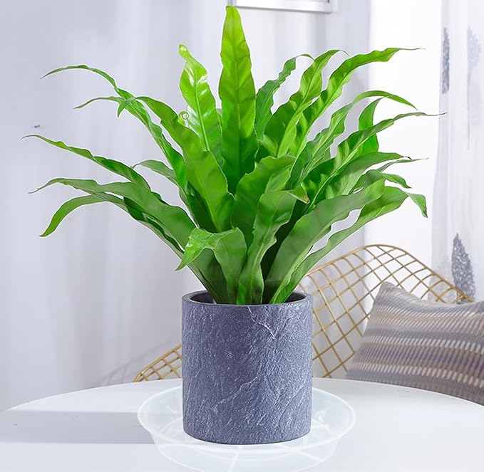 VUWEZ 6 Pack of 18 inch Plant Saucer (16 Inch Base), Plant Saucer 18 Inch Round, Plant Trays for Pots, Plant Drip Tray, Plant Pot Saucers, Pot Saucer 18", Plant Saucers for Indoors (18", Clear)