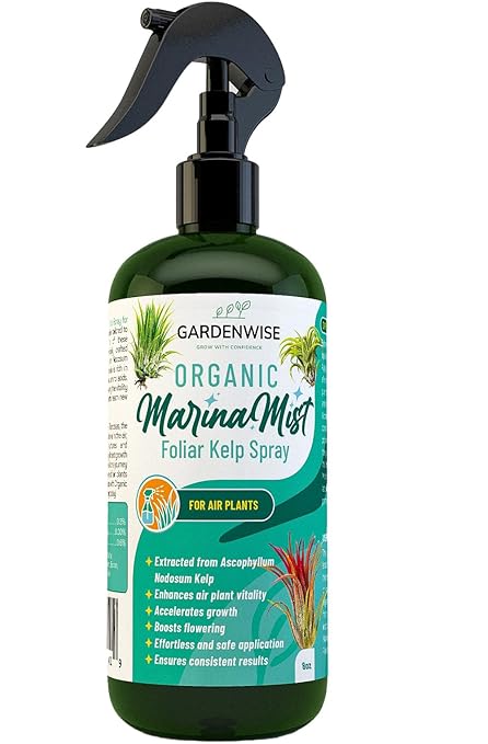 GARDENWISE Organic Marina Mist Kelp Air Plants Fertilizer Spray | Plant Food for Tillandsia Air Plants | Air Plant Mister - Enhances Bloom, Vitality, and Pup Growth (8 OZ)