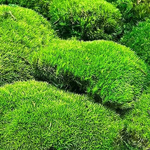 Preserved Pole Moss Pillow Bun Cushion Natural Decorative Real Natural Green DIY Kit Terrariums Gardenning Art Wall Decor Florist Decor Easter Table Decor Wedding(6.0 sq.ft., Green-B)