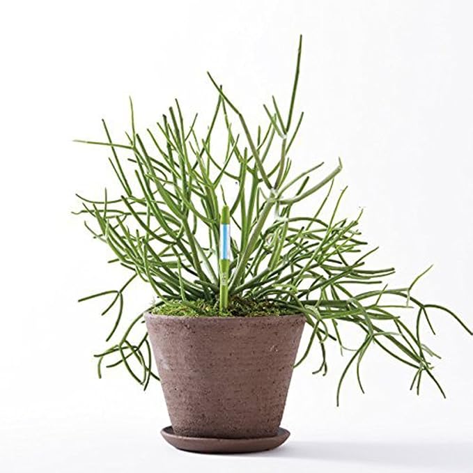 Sustee Aquameter (Green, Large, Refillable) - Plant Soil Moisture Meter, Sensor, Probe, Indicator - Best for Potted Plants