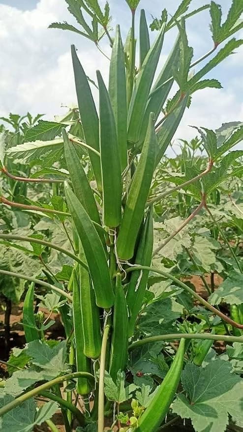 30 Indian Dark Green Tender Okra Seeds F1 Desi Bhindi Bendakaya भिन्डी - Early Variety First harvesting :40-45 Days After Sowing Planting Easy to Grow Outdoor Summer Garden (Abelmoschus esculentus)