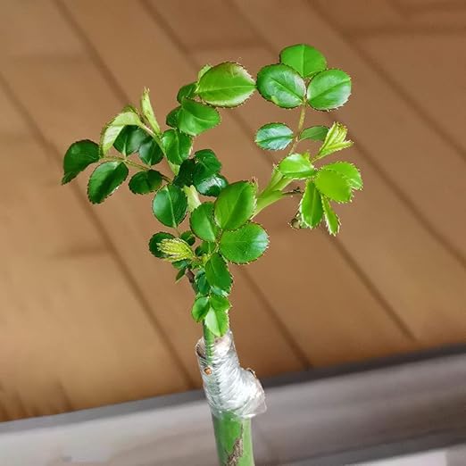 Grafting Tape Grafting Film for Plants, 2 Pack Stretchable Garden Grafting Tape Plants Repair Budding Tapes for Floral Fruit Tree and Poly Budding Tape