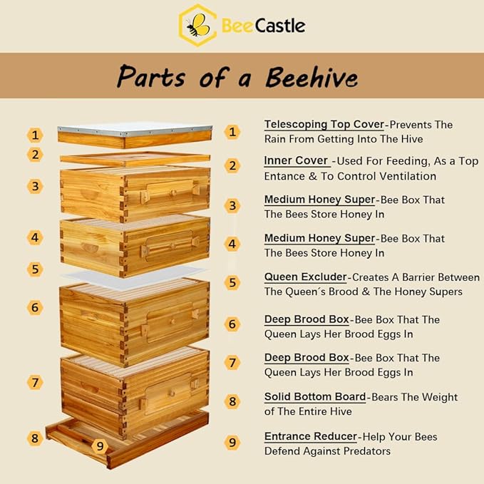 BeeCastle 10 Frame Langstroth Bee Hive with Windows Beeswax Coated Includes Beehive Frames and Waxed Foundations (2 Deep Beehive Boxes & 2 Medium Bee Boxes)