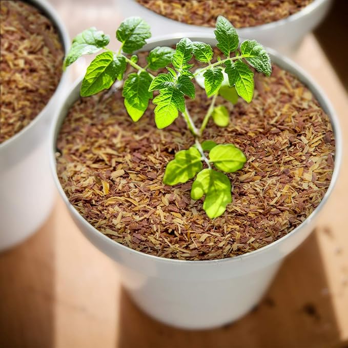 100% Natural Cedar Chips | Mulch | Great for Outdoors or Indoor Potted Plants | Dog Bedding | Pleasant Earthy Smell 4 Quarts