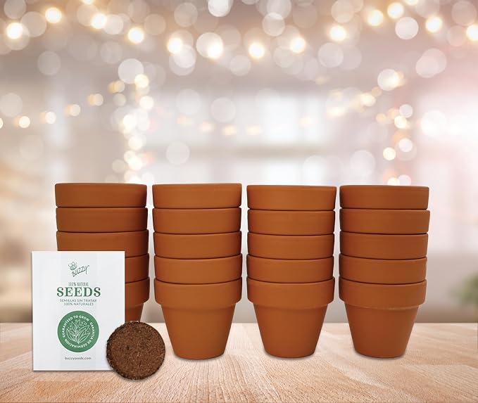 BUZZY Seeds Spruce Tree Grow Kit, Bulk 20-Pack - Mini Terracotta Pot Grow Set - Complete Indoor/Outdoor Gardening Kit with Seeds, Coconut Husk Growing Medium & Genuine Pots - 100% Grow Guarantee