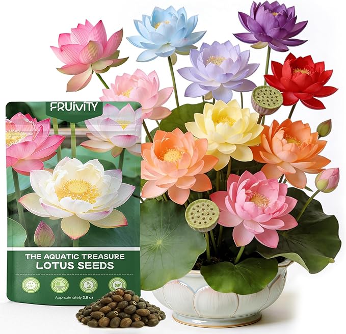 60 PCS Lotus Seeds for Planting in Water - Mixed Color Bowl Lotus Seeds, Live Pond Plant Water Lily Seeds for Indoor Bonsai, Outdoor Ponds & Garden, Koi Pond