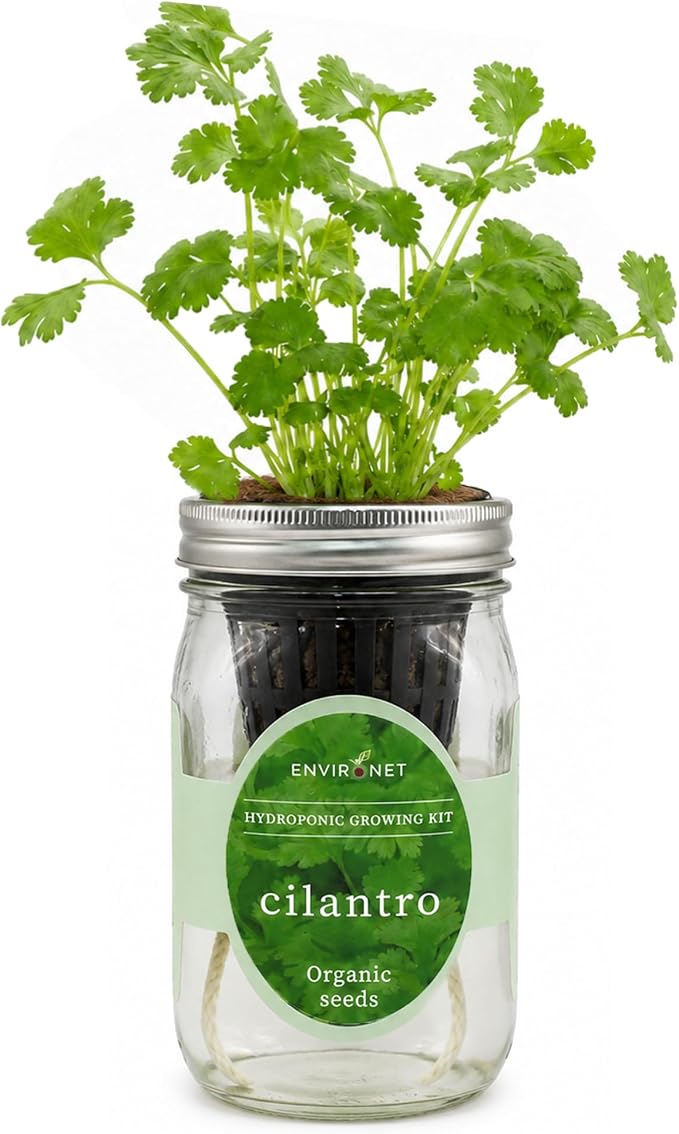 Hydroponic Herb Growing Kit, Self-Watering Mason Jar Window Herb Garden Starter Kit Indoor, Grow Your Own Herbs from Organic Seeds (Cilantro)