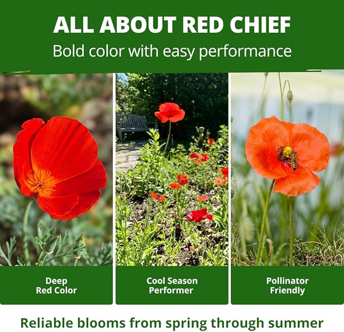 HOME GROWN California Poppy Seeds for Planting Red Chief 22,000 Seeds (29g), Red Blooms, Heirloom Non-GMO, Wildflower & Pollinator Gardens, Drought Tolerant, Zones 2–10 (Eschscholzia californica)