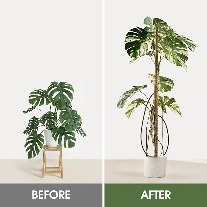 3 Pack Moss Pole, 50 Inch Moss Poles for Climbing Plants Stakes Indoor Monstera Support Tall Large Bendable Long Coco Coir DIY for Potted Plants, Pothos, Philodendron