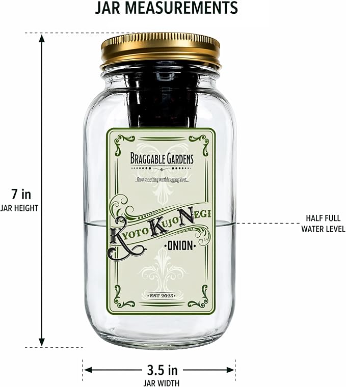 Kyoto Kujo Negi Japanese Green Onion Indoor Garden Kit – Mason Jar Hydroponic Grow Kit – Windowsill Countertop Scallion Garden – Grow Fresh Green Onions Indoors