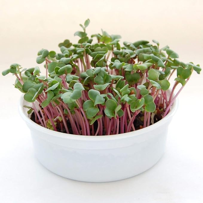 Mini Microgreens Growing Kit - Radish - Grow Your Own Organic Gourmet Micro Greens Indoors: Salad, Sandwich & Garnish - Easy & Fun - Great Gift or Stocking Stuffer (Radish)