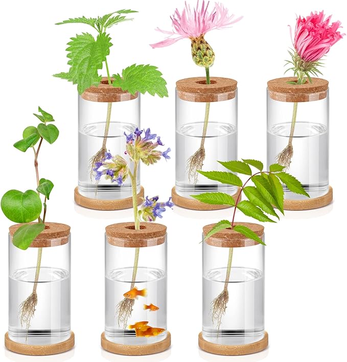 Rtteri 6 Pcs Glass Propagation Stations for Plants, Desktop Flower Vases, Plant Terrarium Desktop Glass Planters with Lid and Wooden Saucer for Home Decoration(2.56 x 4)
