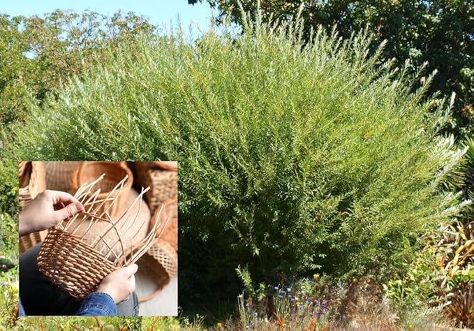 Basket Willow Cuttings to Grow - Used to Make Willow Basket Weaving or Willow Fence- Salix viminalis, Osier Willow (5 Cuttings)