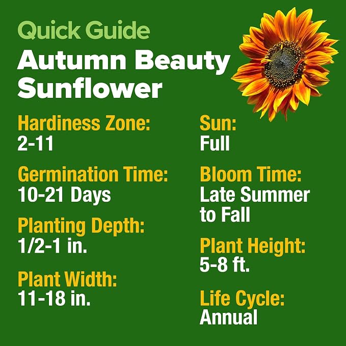HOME GROWN Autumn Beauty Sunflower Seeds to Plant 40 Heirloom Non-GMO Sunflower Seeds for Planting Blooms for Pollinator Support, and Ornamental Flower Garden (Helianthus annuus)