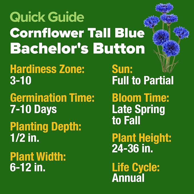 HOME GROWN Bachelor Button Seeds Tall Blue - 6000 Cornflower, Stunning Blue Blooms for Wildflower Gardens, Non-GMO Flowers & Pollinator-Friendly Spaces, Low Maintenance Flower Seeds (Centaurea cyanus)