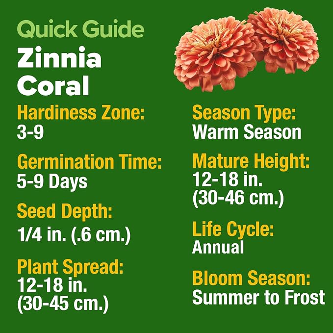 HOME GROWN Coral Zinnia Seeds (1g) – 300 Zinnia elegans Annual Flower Seeds for Planting Outdoors – Heat Tolerant Easy Summer Flowers to Plant – Herb Seed Companion for Pollinator Garden Beds for 2026