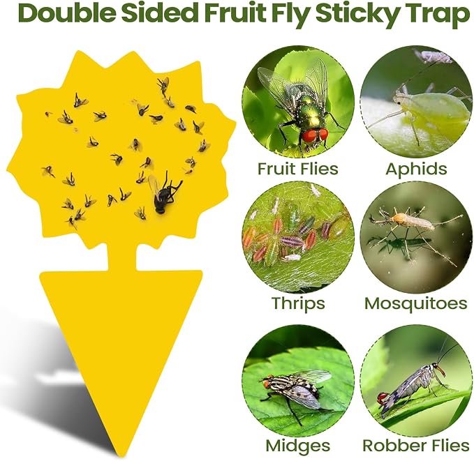 Qualirey 50 Sheets Fruit Fly Sticky Traps for Fruit Fly Gnat Trap for House Indoors Sticky Traps Catcher for Gnats Fungus Gnats Mosquito Catcher Kitchen Outdoor Plants(Classic Style, Yellow, Green)