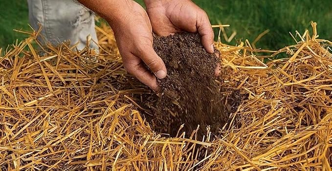 Wheat Straw 100% Natural Soft Dry Straw Bale Grass Cover Garden Mulch | for Animal bed Dogs Cats Poultry and Grass Cover Garden Mulch (yellow, 1LB)