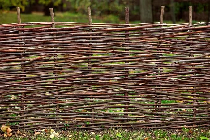 Basket Willow Cuttings to Grow - Used to Make Willow Basket Weaving or Willow Fence- Salix viminalis, Osier Willow (5 Cuttings)